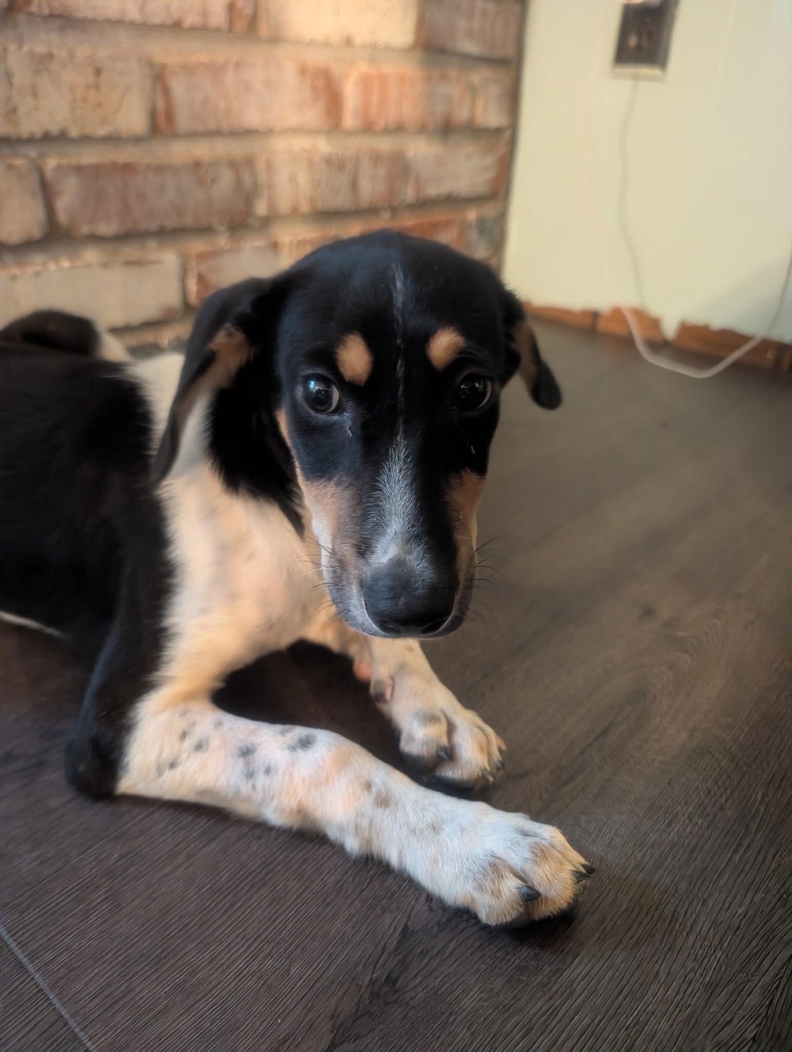 Enlarge TATUM, a Adoptable Hound in Lincoln, NE image 3/5