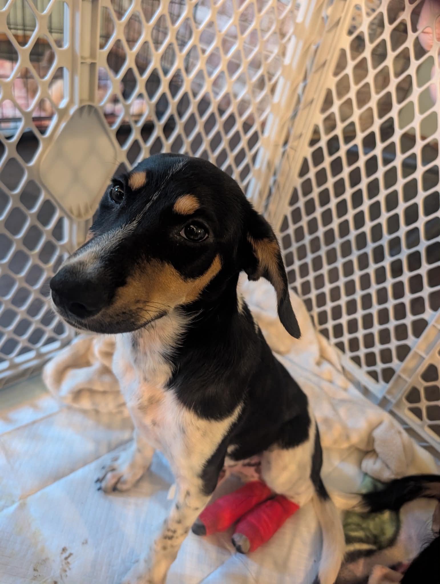 Enlarge TATUM, a Adoptable Hound in Lincoln, NE image 4/5