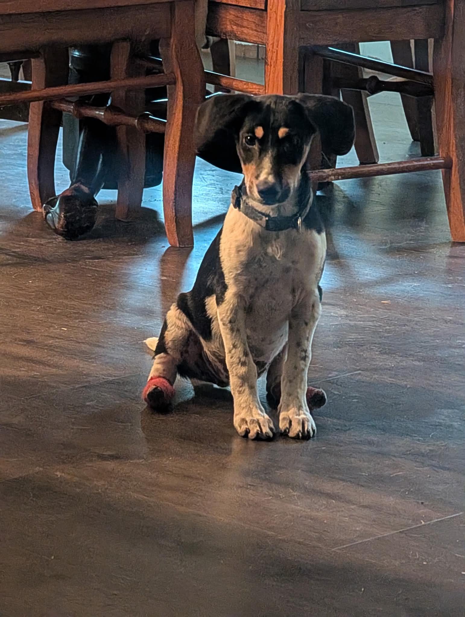 Enlarge TATUM, a Adoptable Hound in Lincoln, NE image 2/5