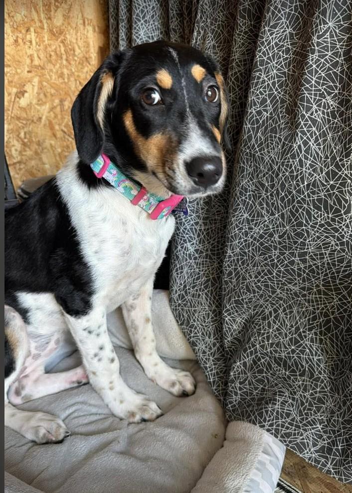 Enlarge TATUM, a Adoptable Hound in Lincoln, NE image 5/5