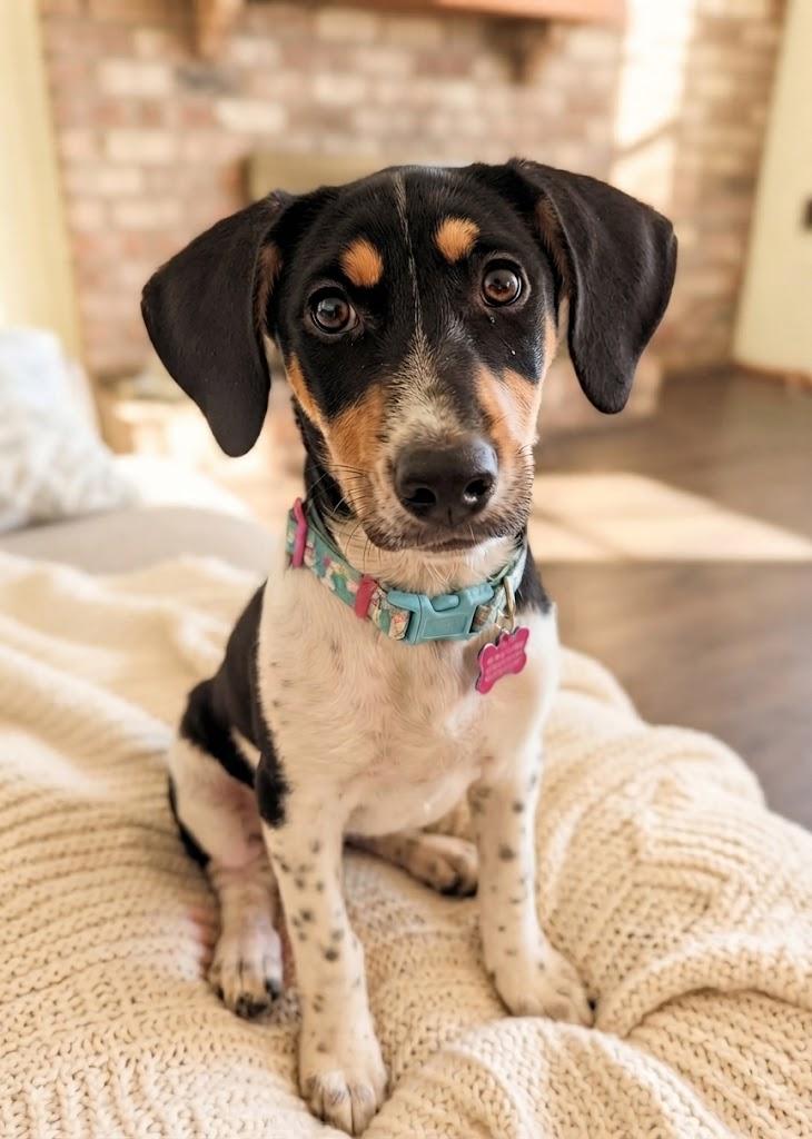 TATUM, Adoptable, Puppy Female Hound.