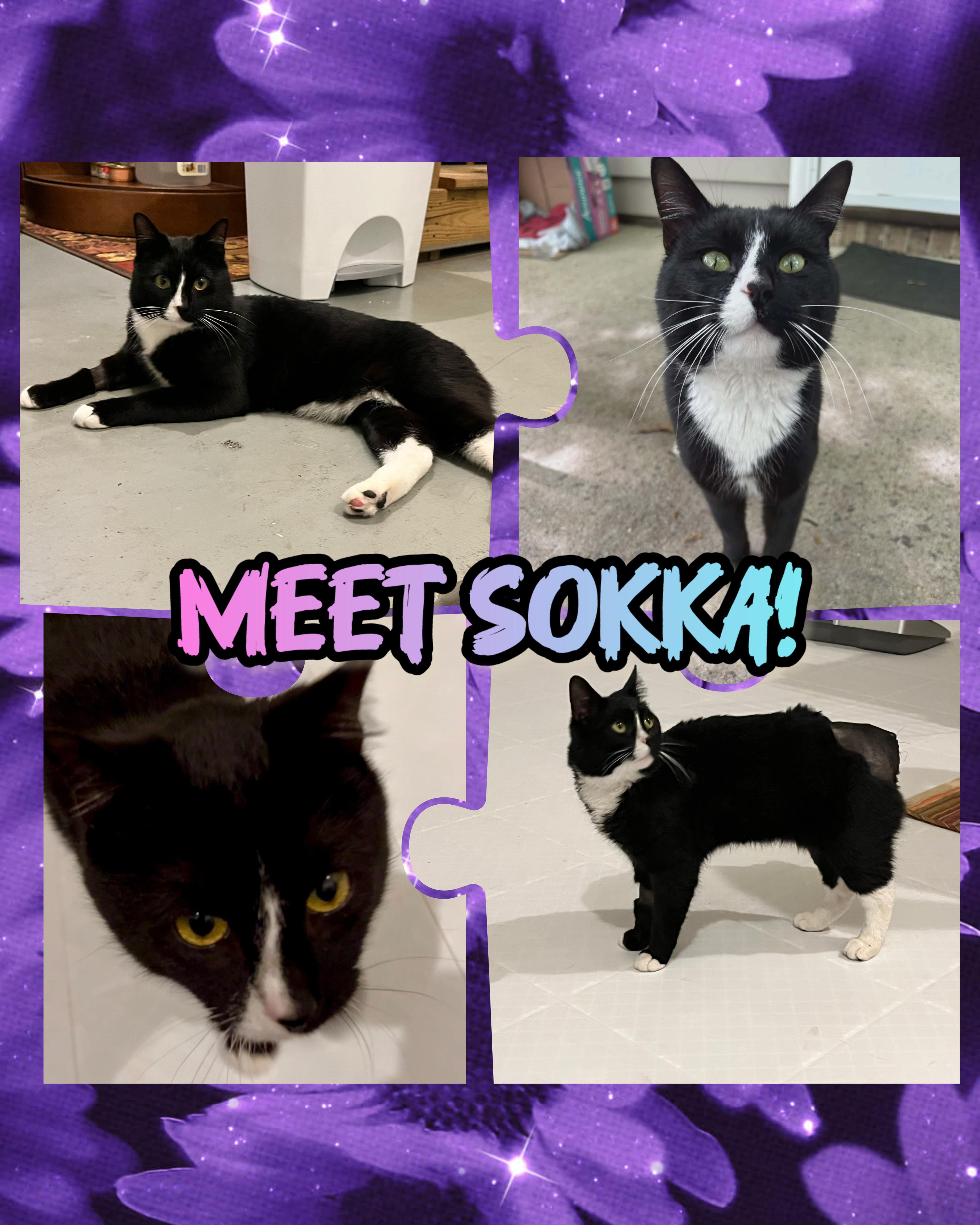 Enlarge Sokka, a ADOPTABLE mixed breed in Sanford, NC image 2/4