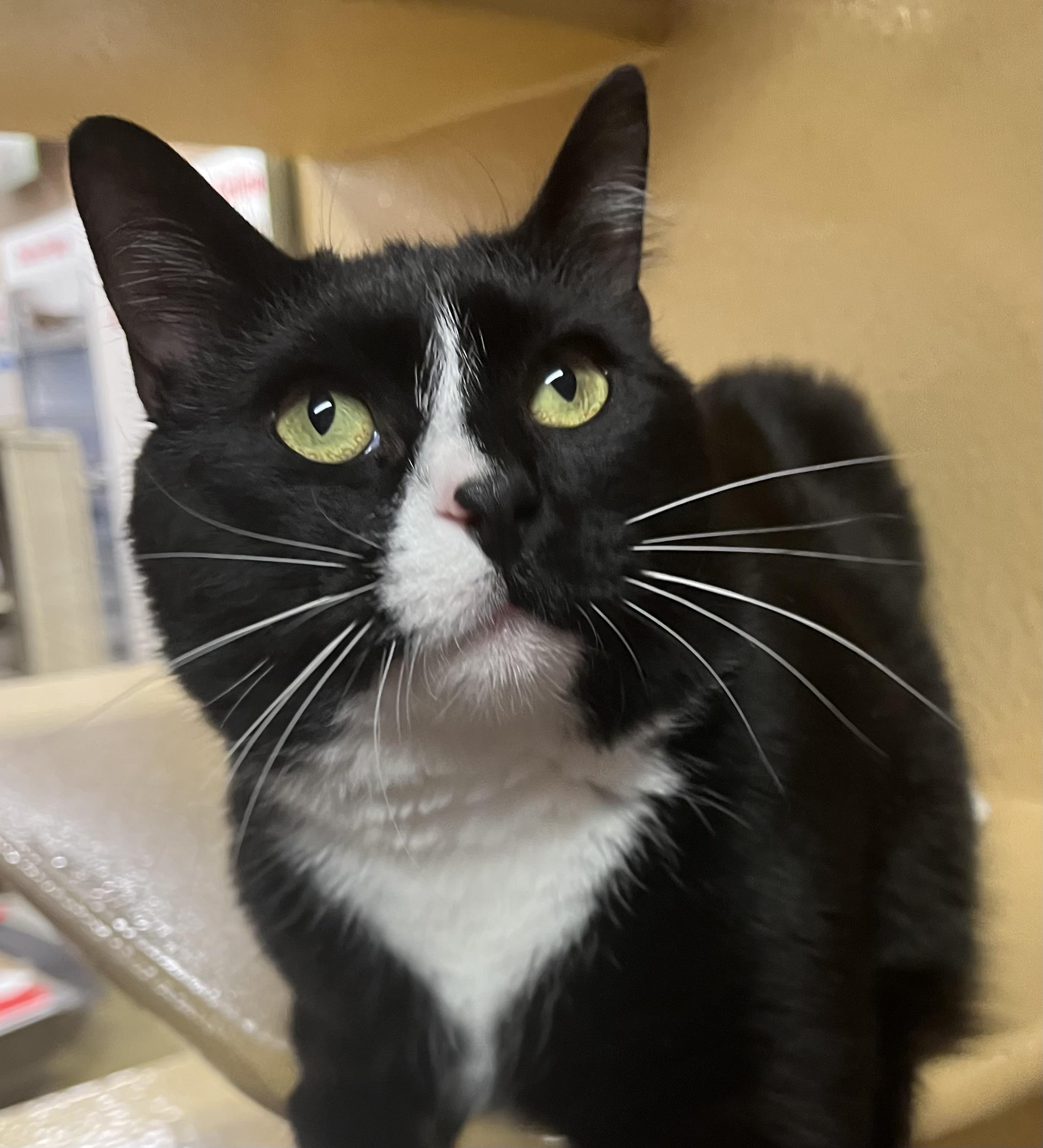 Sokka, ADOPTABLE, Kitten Male Tuxedo.