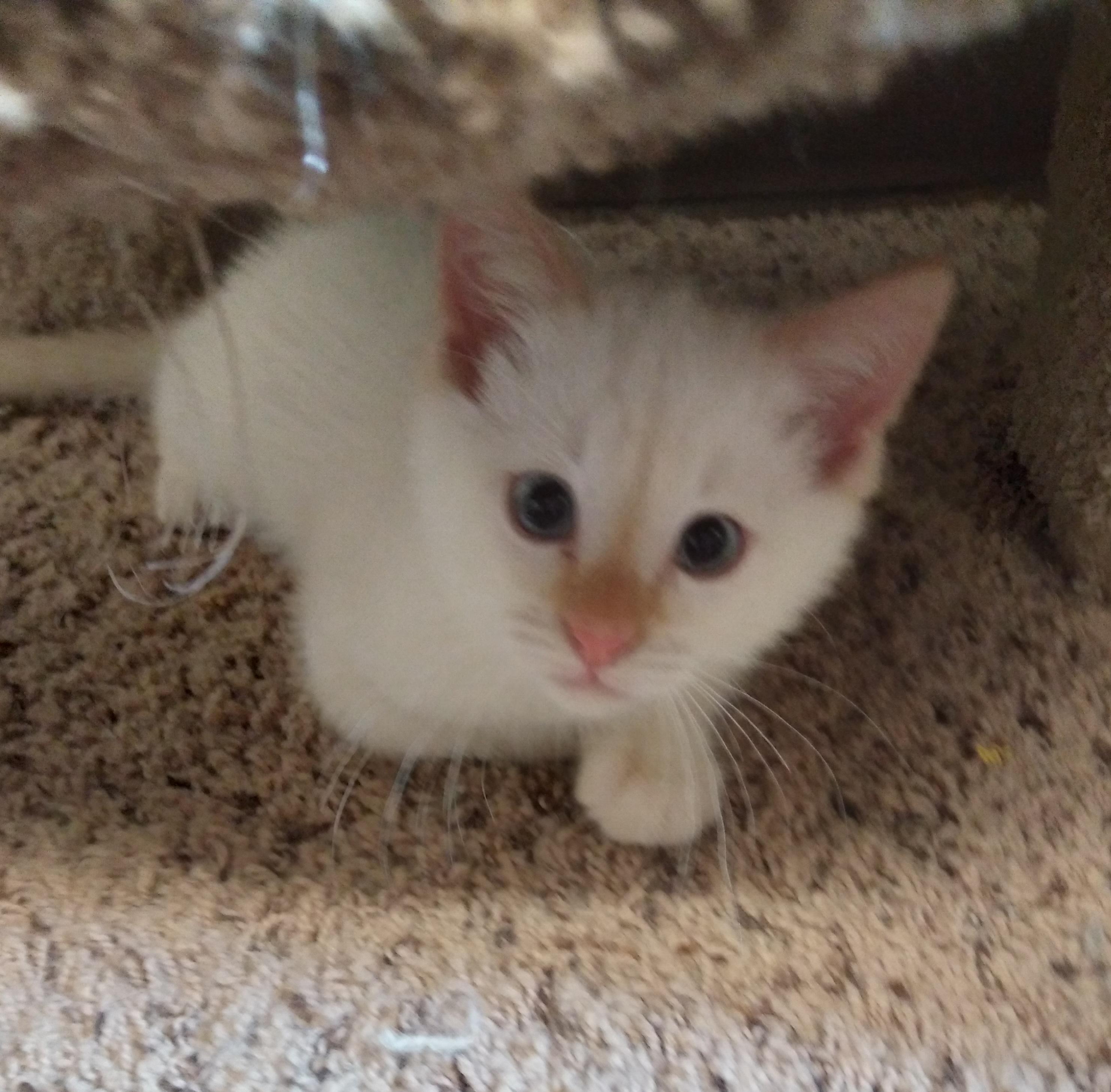 Enlarge NORMAN, an adopted Domestic Short Hair in Owatonna, MN image 1/6