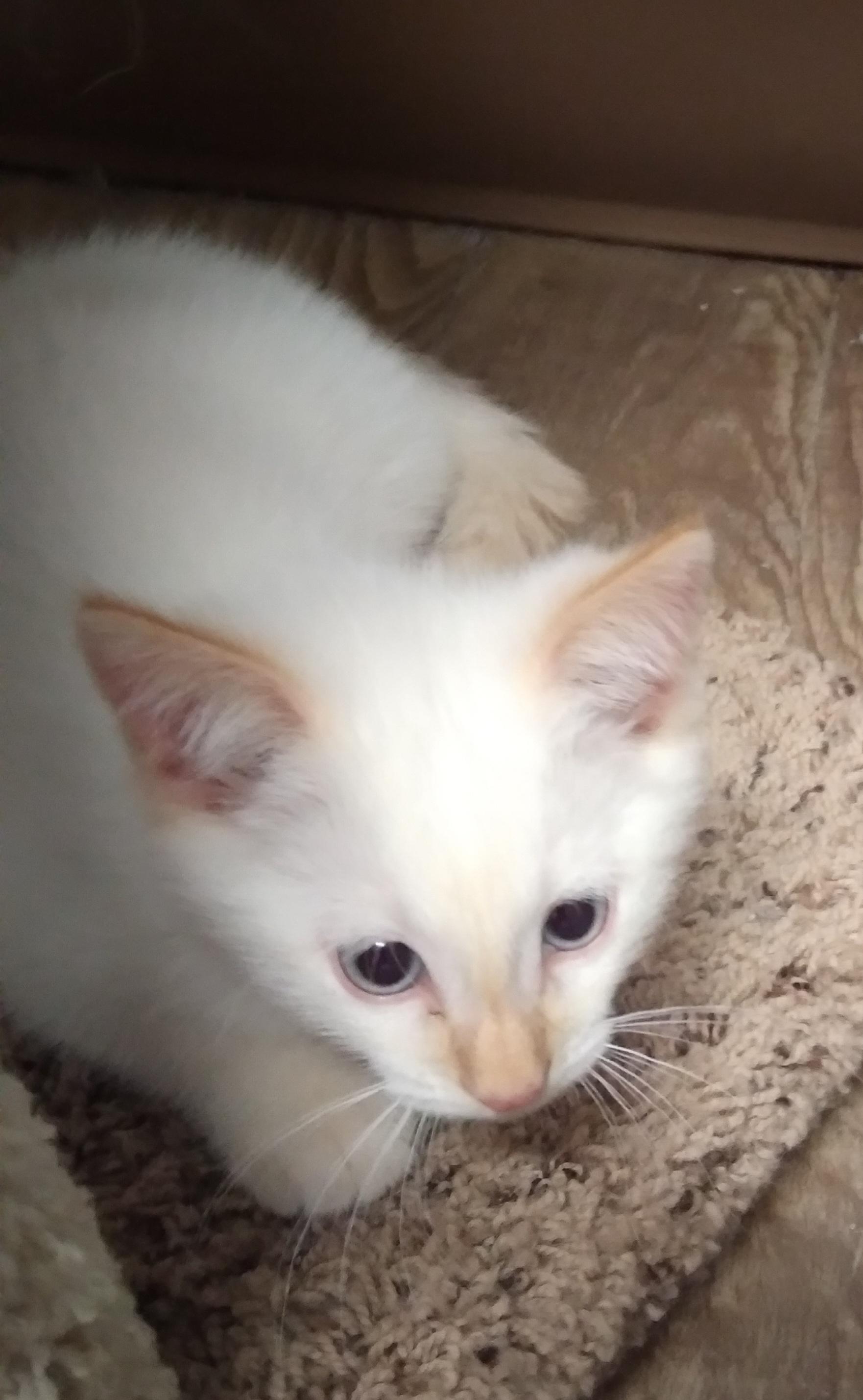 Enlarge NORMAN, an adopted Domestic Short Hair in Owatonna, MN image 6/6