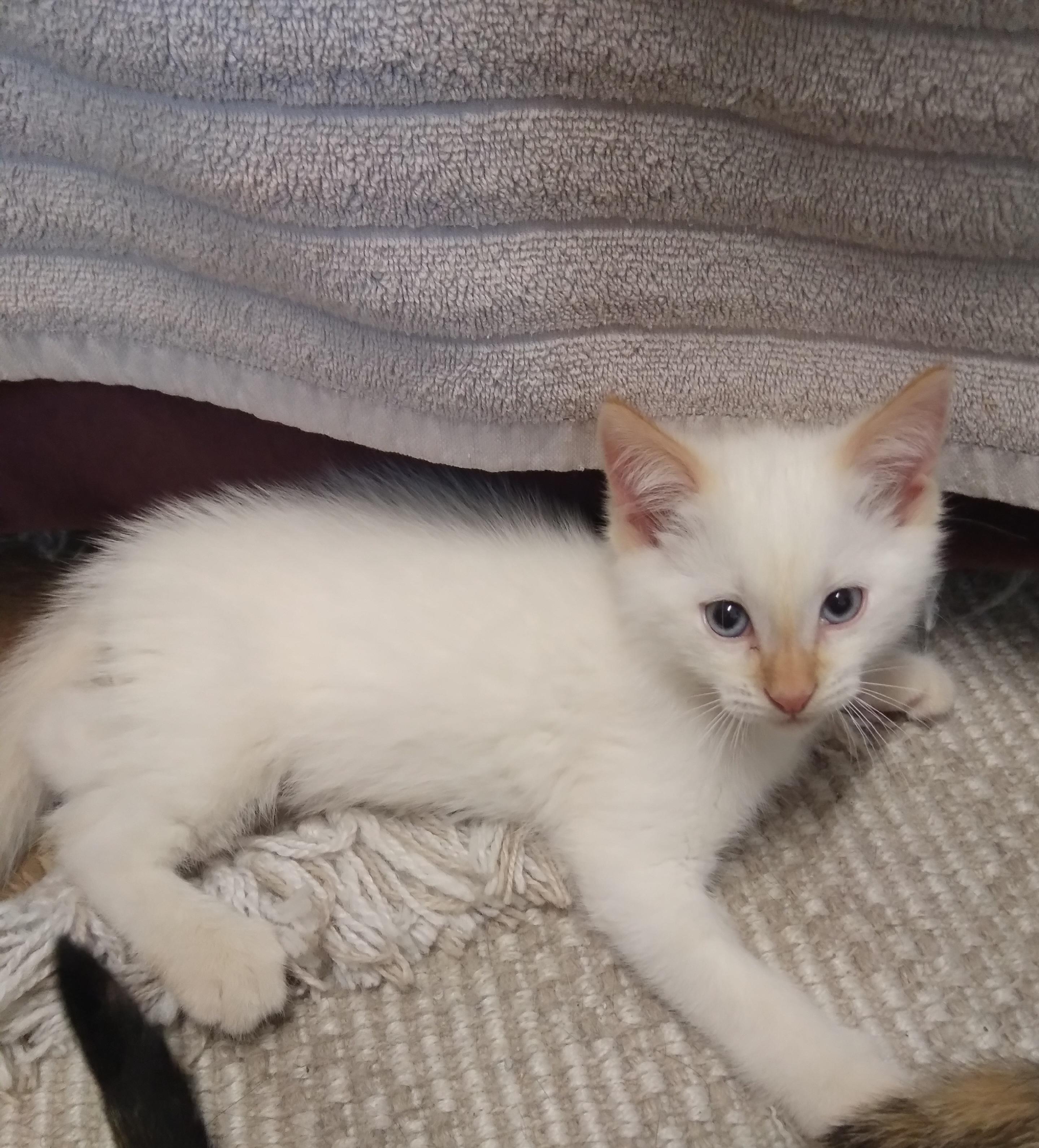 Enlarge NORMAN, an adopted Domestic Short Hair in Owatonna, MN image 2/6