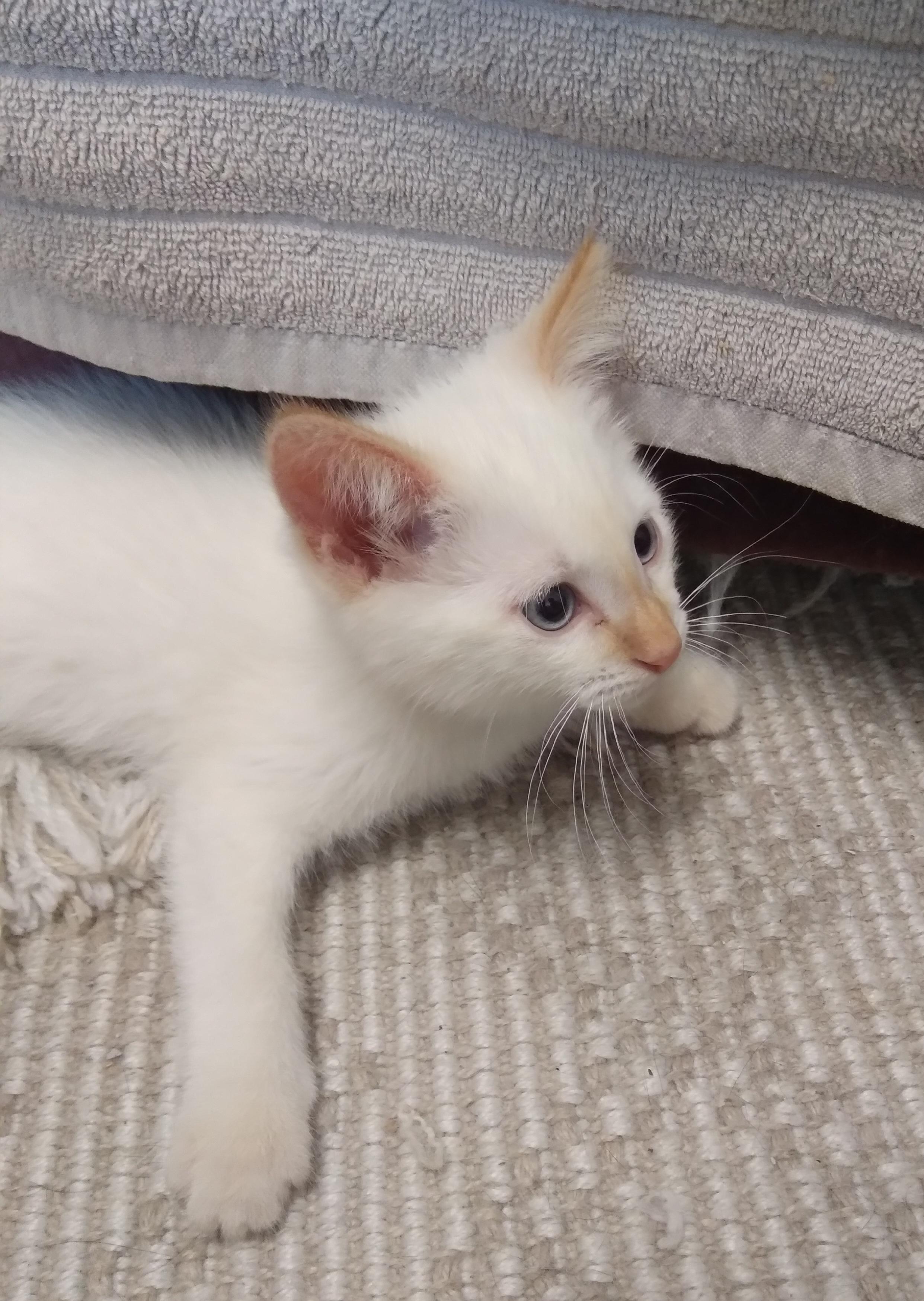 Enlarge NORMAN, an adopted Domestic Short Hair in Owatonna, MN image 3/6