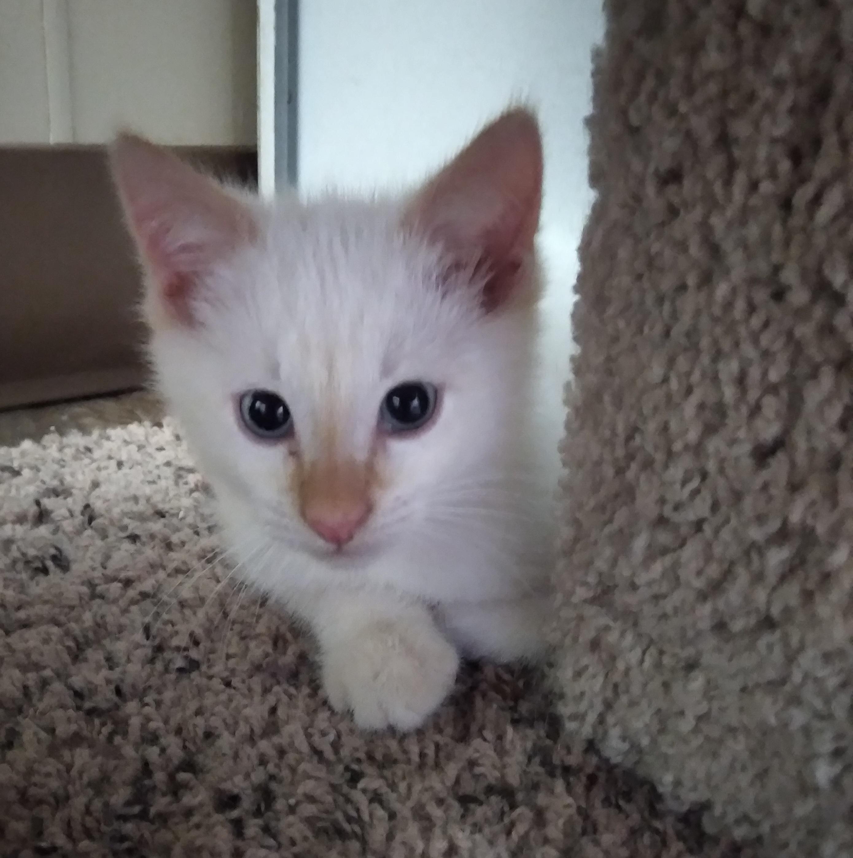 Enlarge NORMAN, an adopted Domestic Short Hair in Owatonna, MN image 4/6