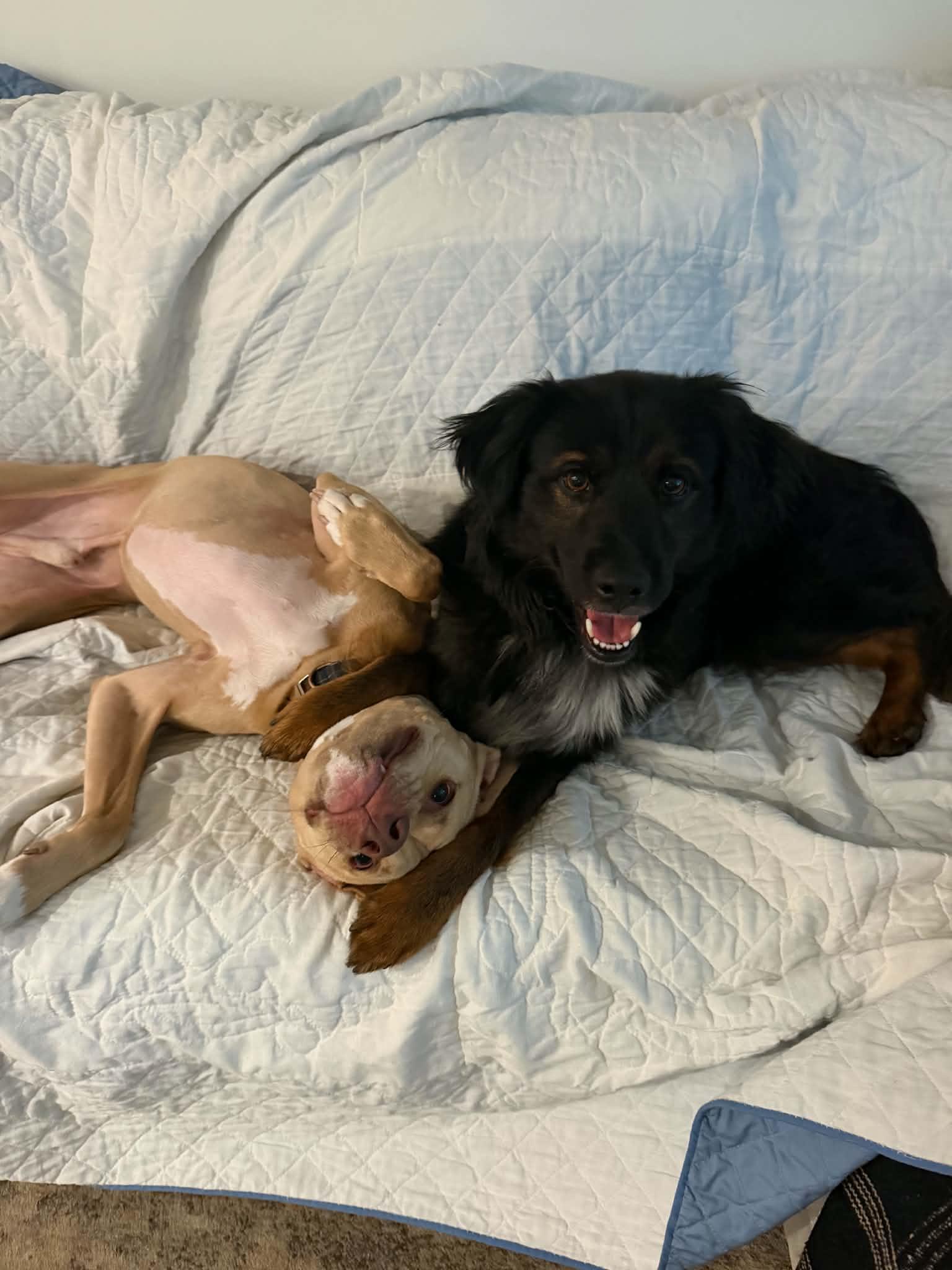 Dumaine- In Foster, Adoptable, Adult Male Australian Shepherd & Border Collie.