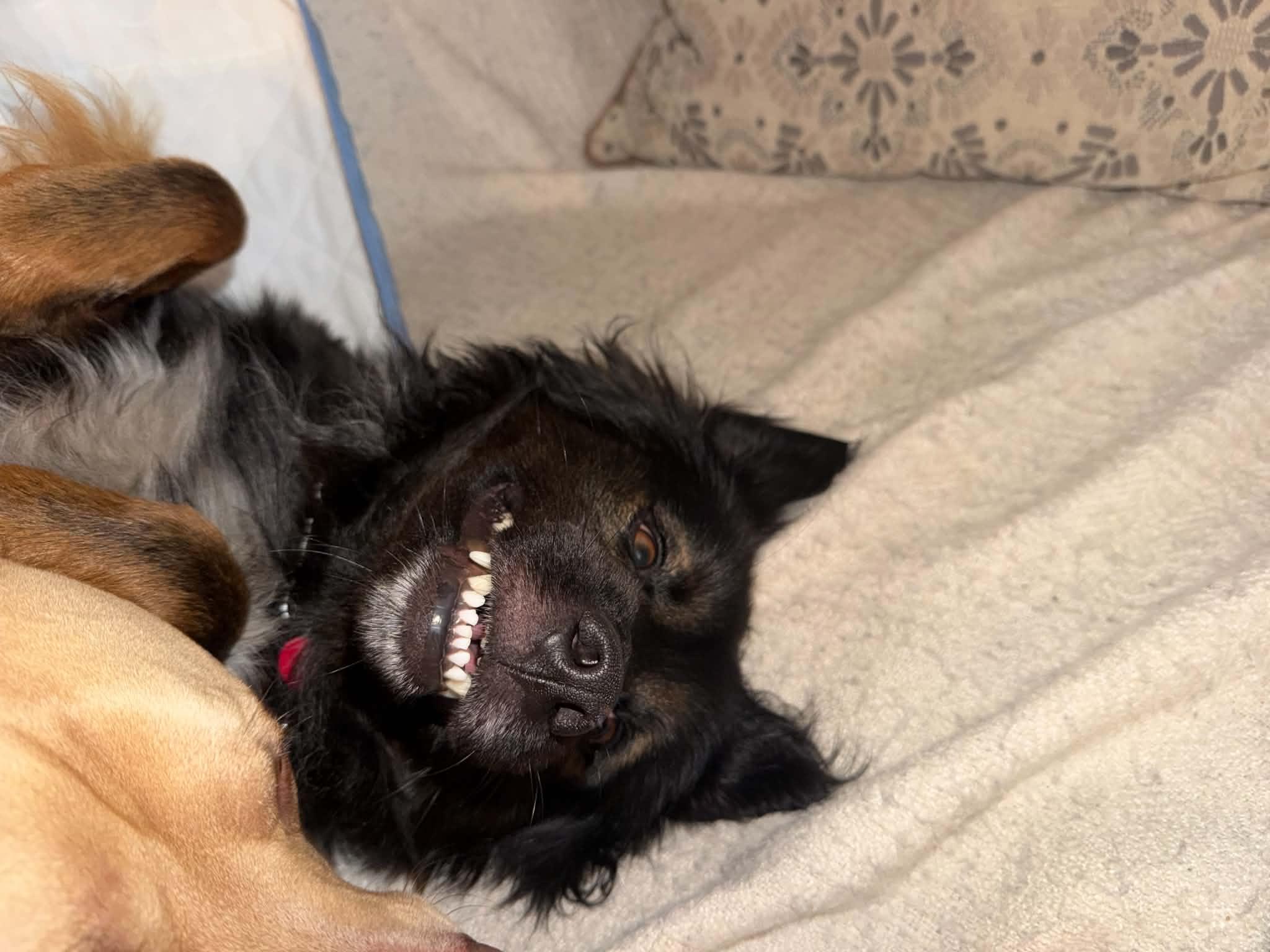 Enlarge Dumaine- In Foster, a Adoptable mixed breed in Kansas City, MO image 3/6