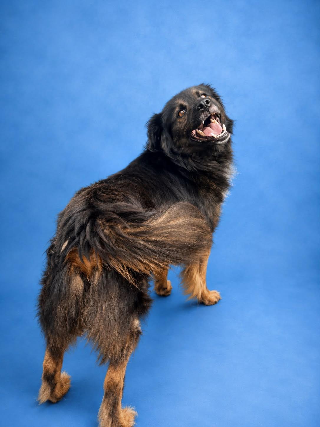 Enlarge Dumaine- In Foster, a Adoptable mixed breed in Kansas City, MO image 5/6