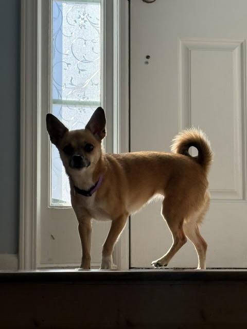 Enlarge Danella, a Adoptable mixed breed in Cumming, GA image 2/6