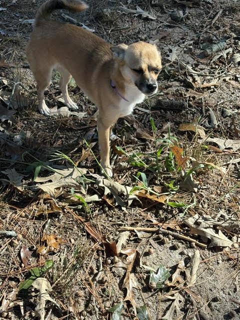 Enlarge Danella, a Adoptable mixed breed in Cumming, GA image 5/6
