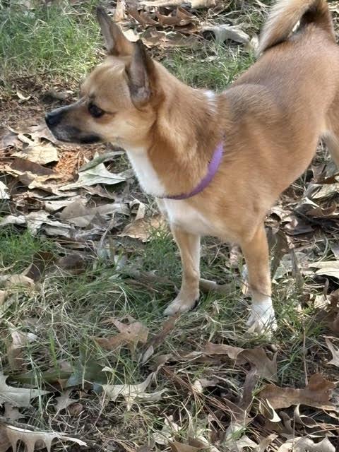 Enlarge Danella, a Adoptable mixed breed in Cumming, GA image 4/6