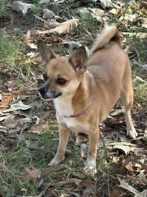 Enlarge Danella, a Adoptable mixed breed in Cumming, GA image 3/6
