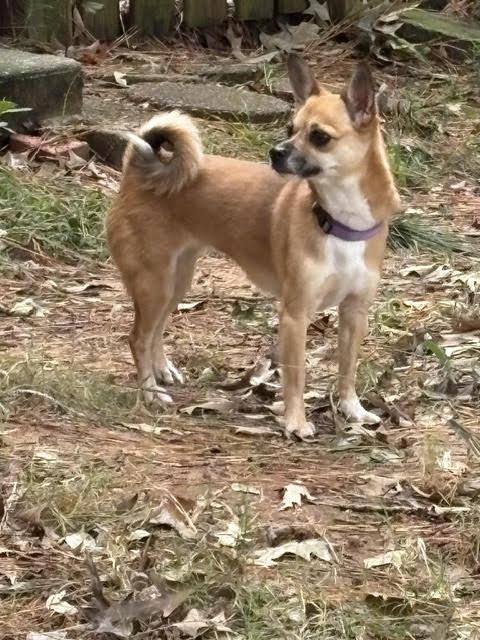 Enlarge Danella, a Adoptable mixed breed in Cumming, GA image 6/6