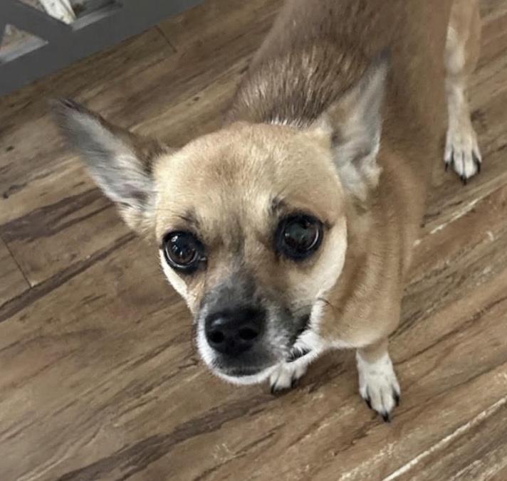 Danella, Adoptable, Adult Female Chihuahua.