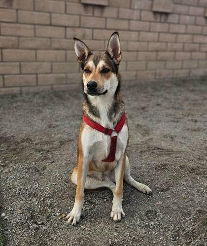Enlarge Musa, a Adoptable mixed breed in Visalia, CA image 1/3