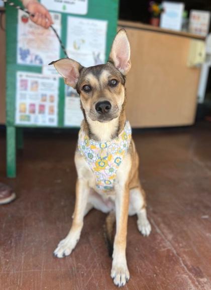 Enlarge Musa, a Adoptable mixed breed in Visalia, CA image 2/3