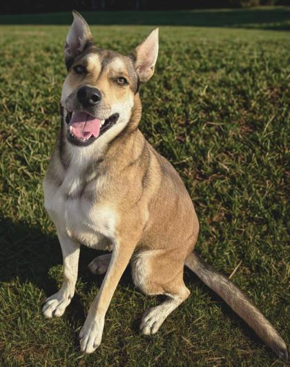 Enlarge Musa, a Adoptable mixed breed in Visalia, CA image 3/3