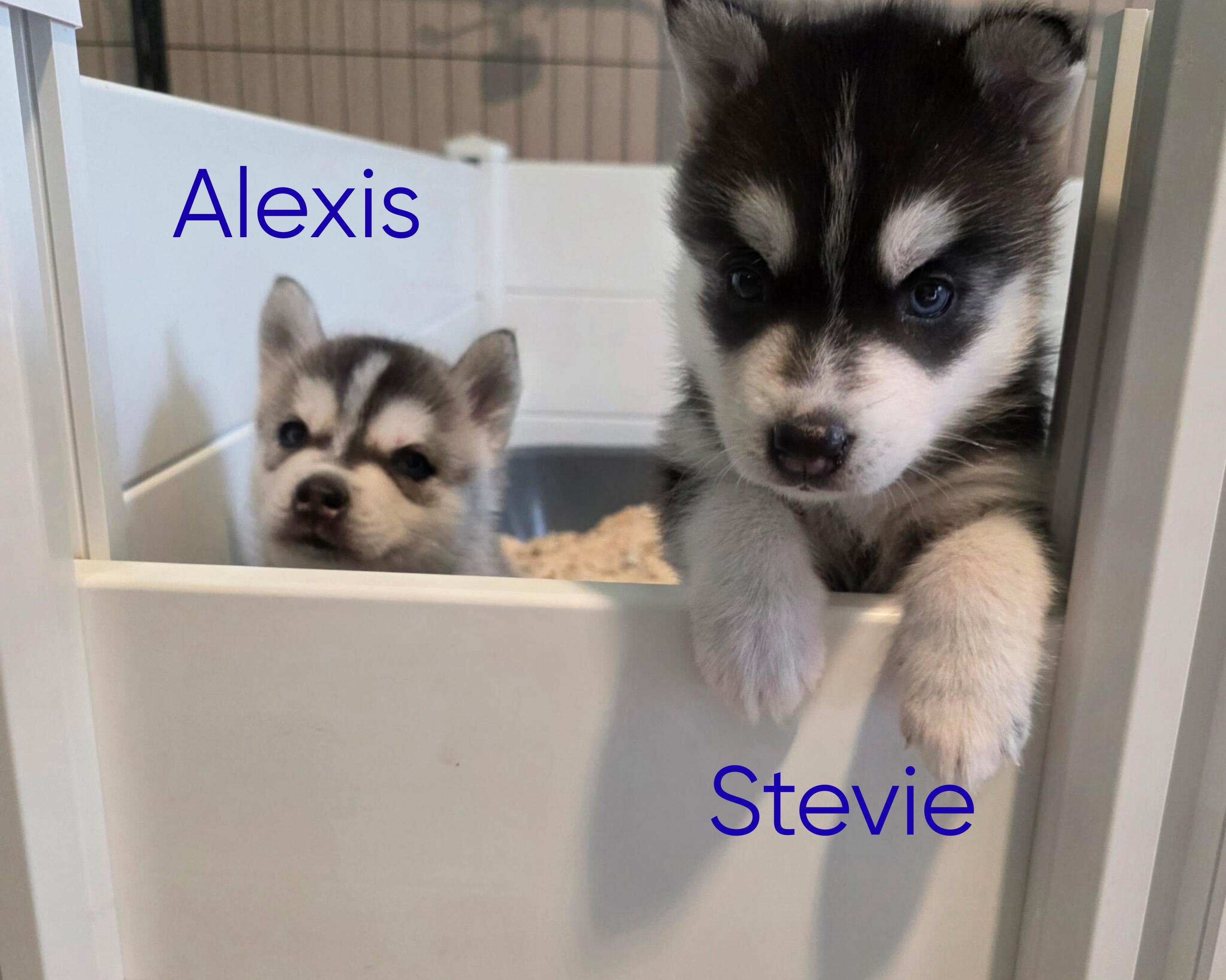 Stevie, Adoptable, Puppy Female Siberian Husky.