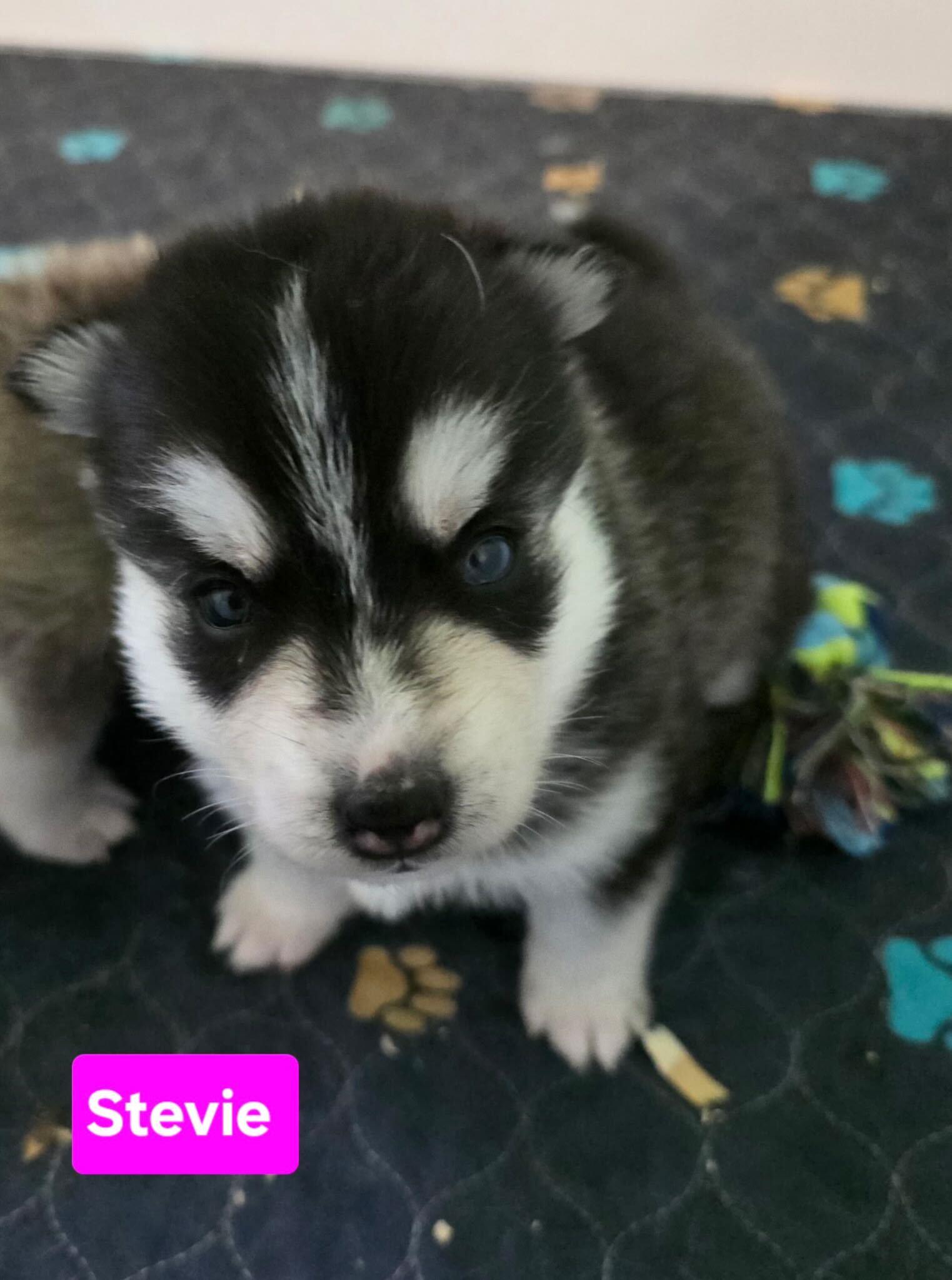 Enlarge Stevie, a Adoptable Siberian Husky in Cottonwood Heights, UT image 3/4