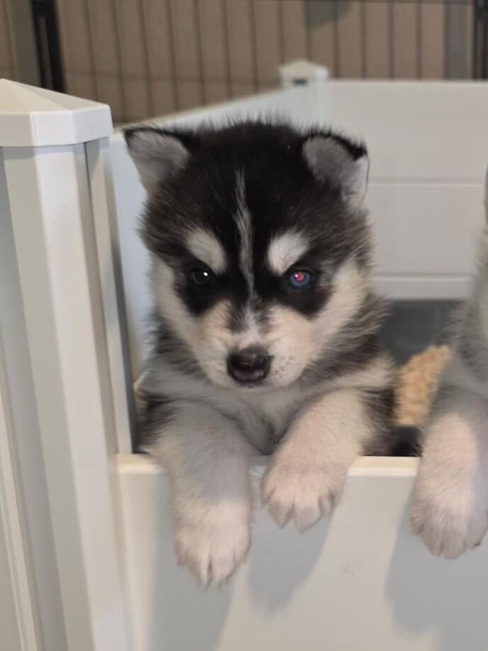 Enlarge Stevie, a Adoptable Siberian Husky in Cottonwood Heights, UT image 4/4