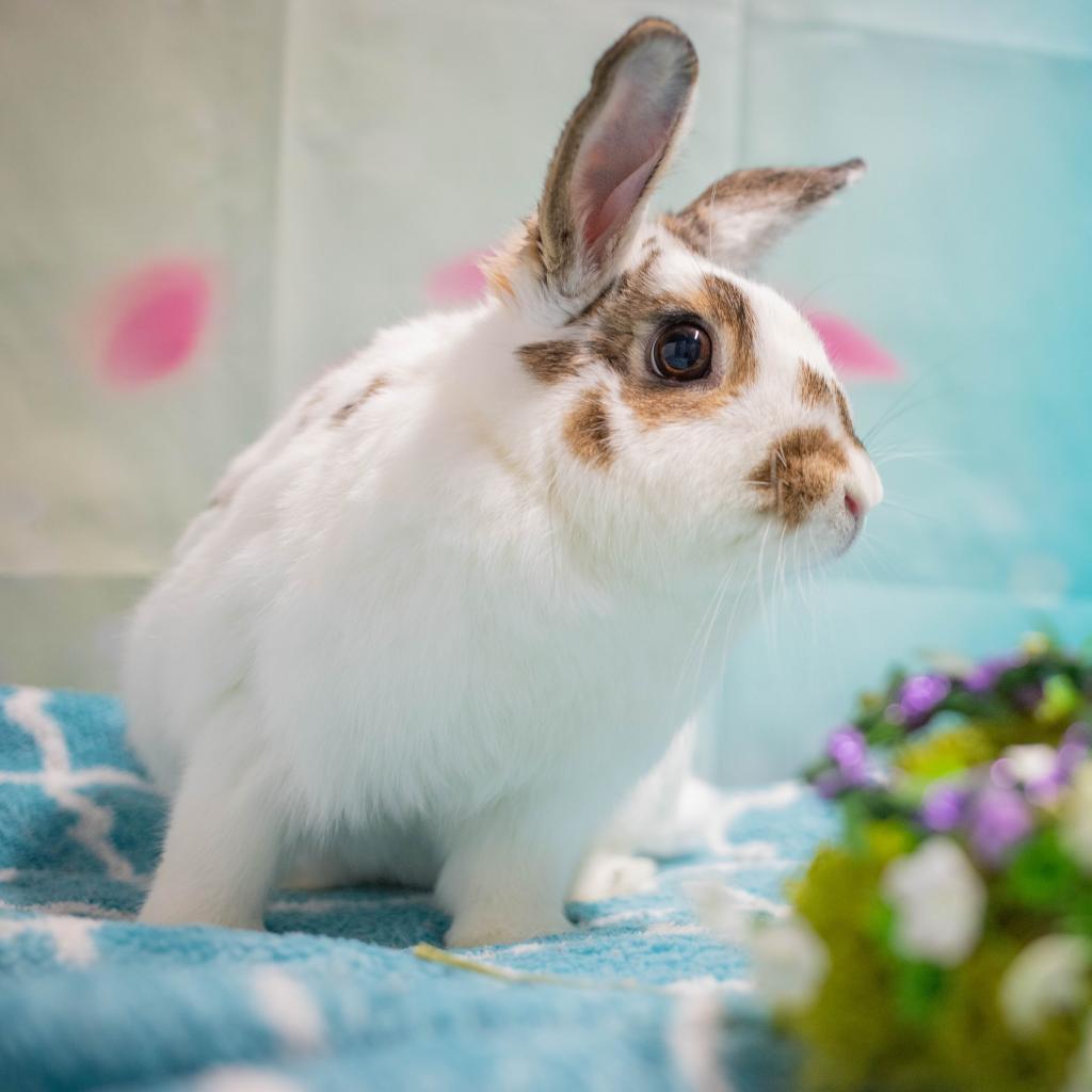 Ms. Peep (bonded to Camilo), Adoptable, Adult Female English Spot & Mixed Breed.