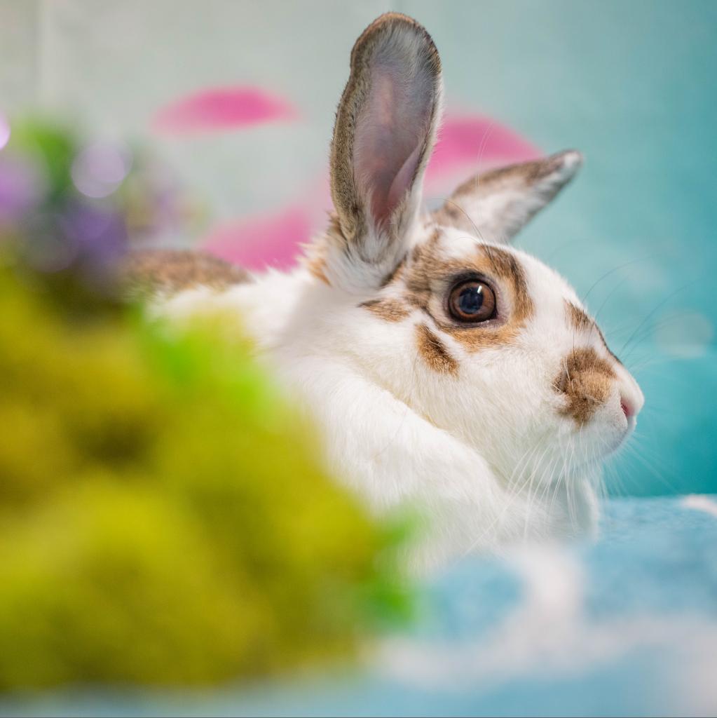 Ms. Peep (bonded to Camilo), a Adoptable mixed breed in San Diego, CA image 2/6