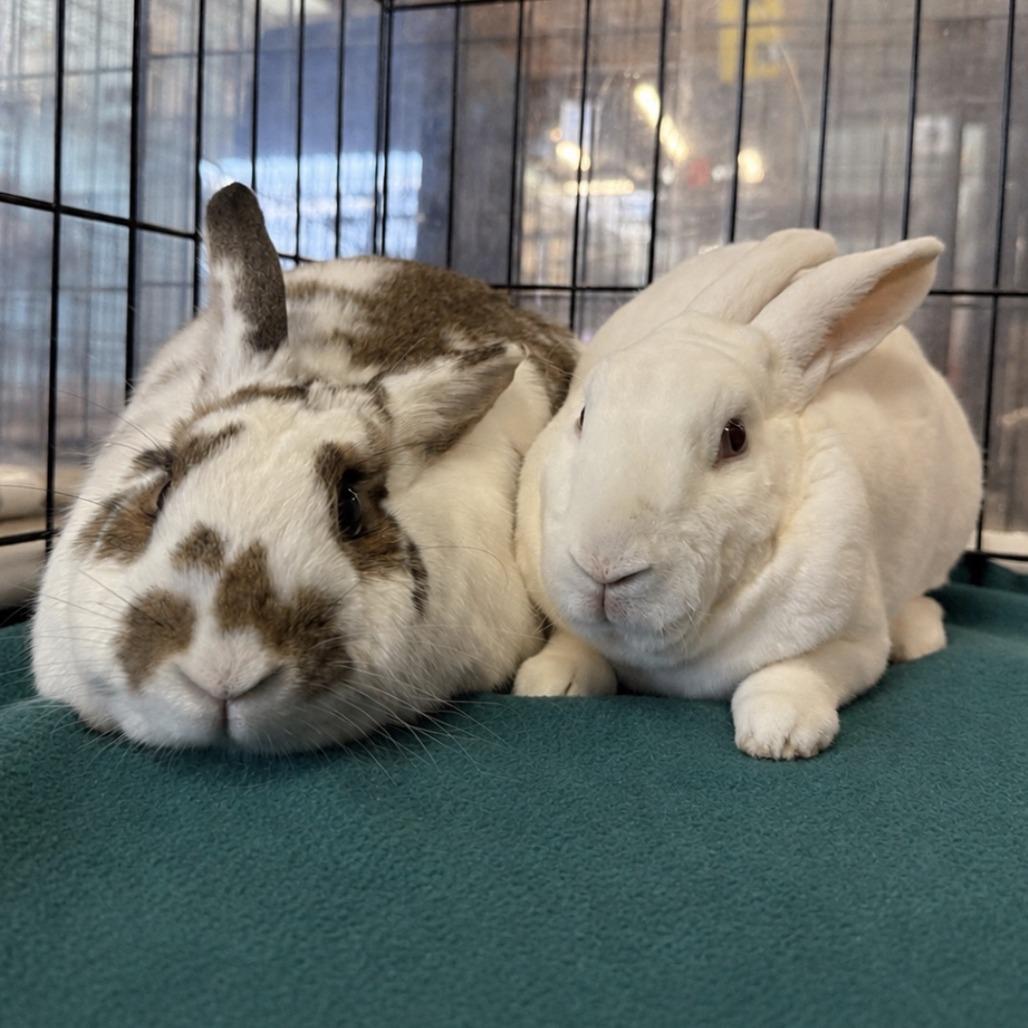Ms. Peep (bonded to Camilo), a Adoptable mixed breed in San Diego, CA image 4/6