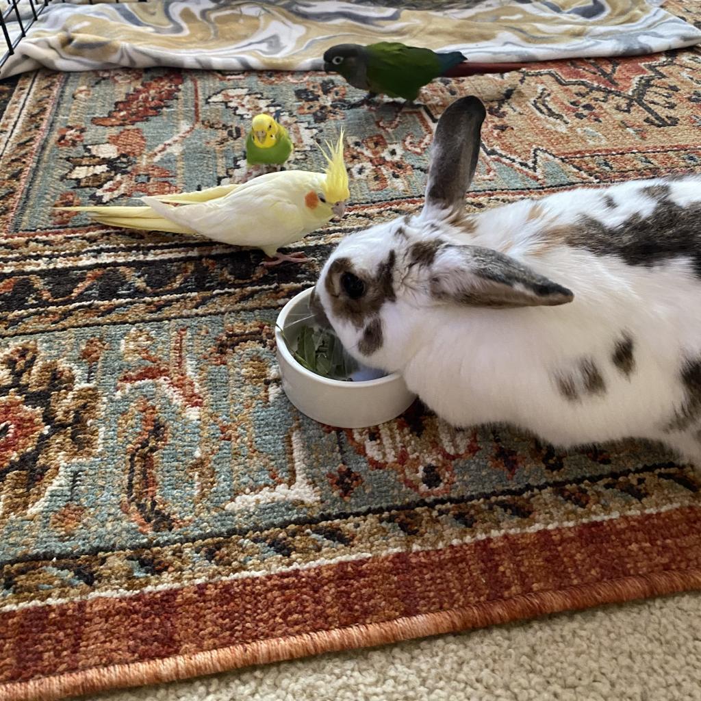 Ms. Peep (bonded to Camilo), a Adoptable mixed breed in San Diego, CA image 6/6
