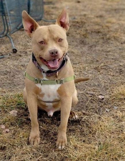 Archie, a Adoptable Pit Bull Terrier in Pueblo, CO image 6/9