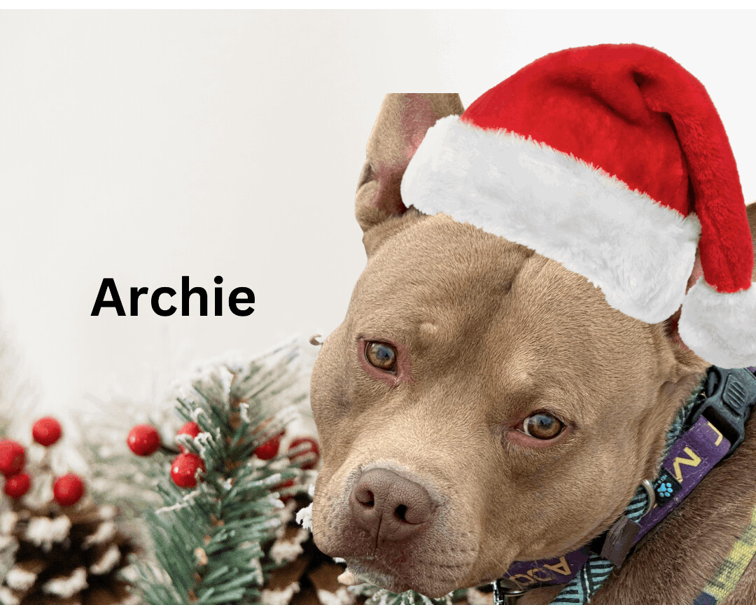 Enlarge Archie, a Adoptable Pit Bull Terrier in Pueblo, CO image 7/9
