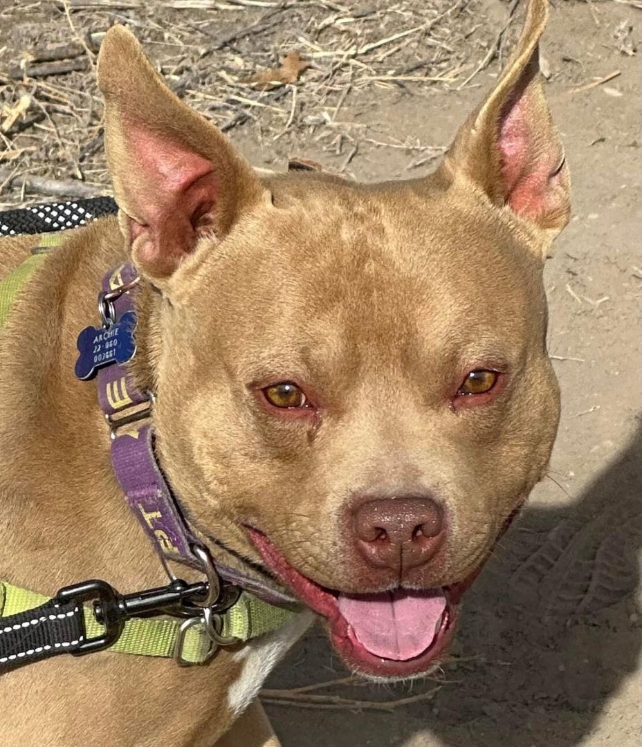 Enlarge Archie, a Adoptable Pit Bull Terrier in Pueblo, CO image 8/9