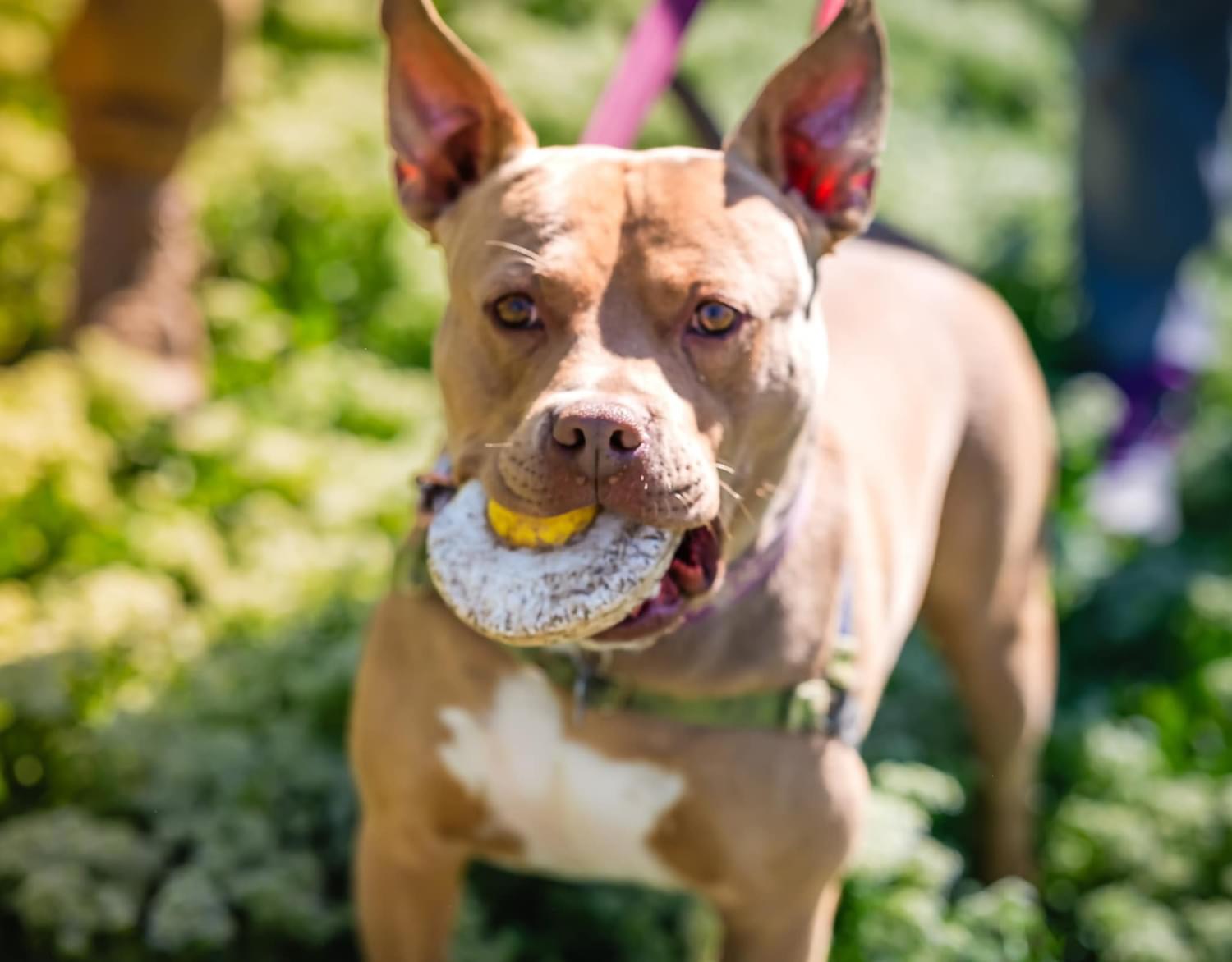 Archie, Adoptable, Adult Male Pit Bull Terrier.