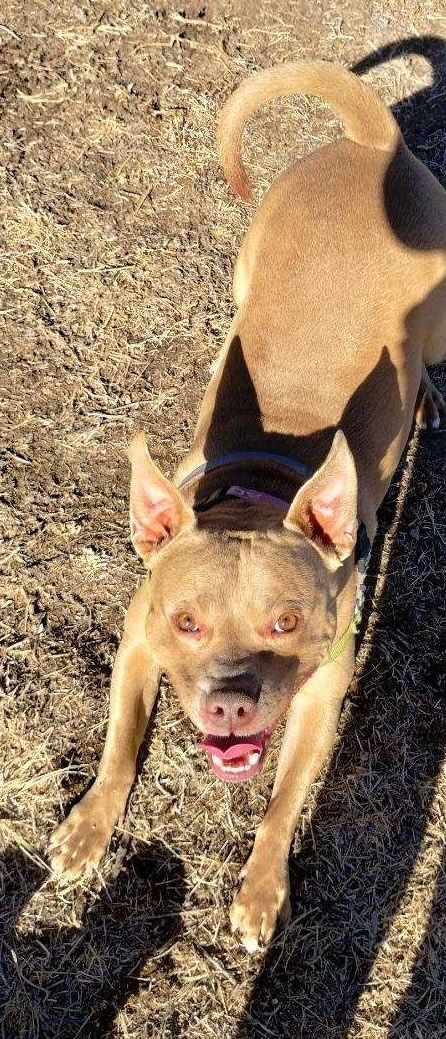 Enlarge Archie, a Adoptable Pit Bull Terrier in Pueblo, CO image 9/9