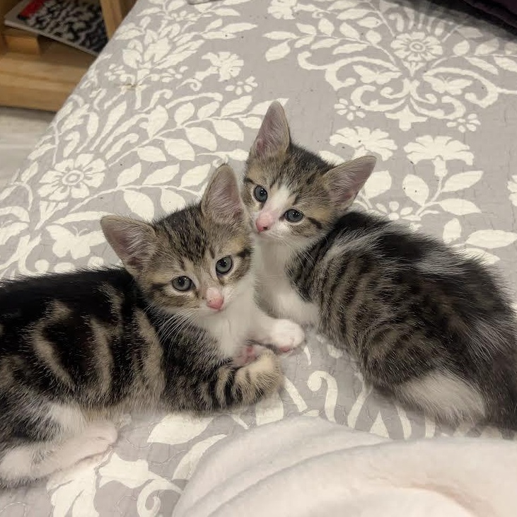 Cranberry & Raspberry, Baby Female unknown