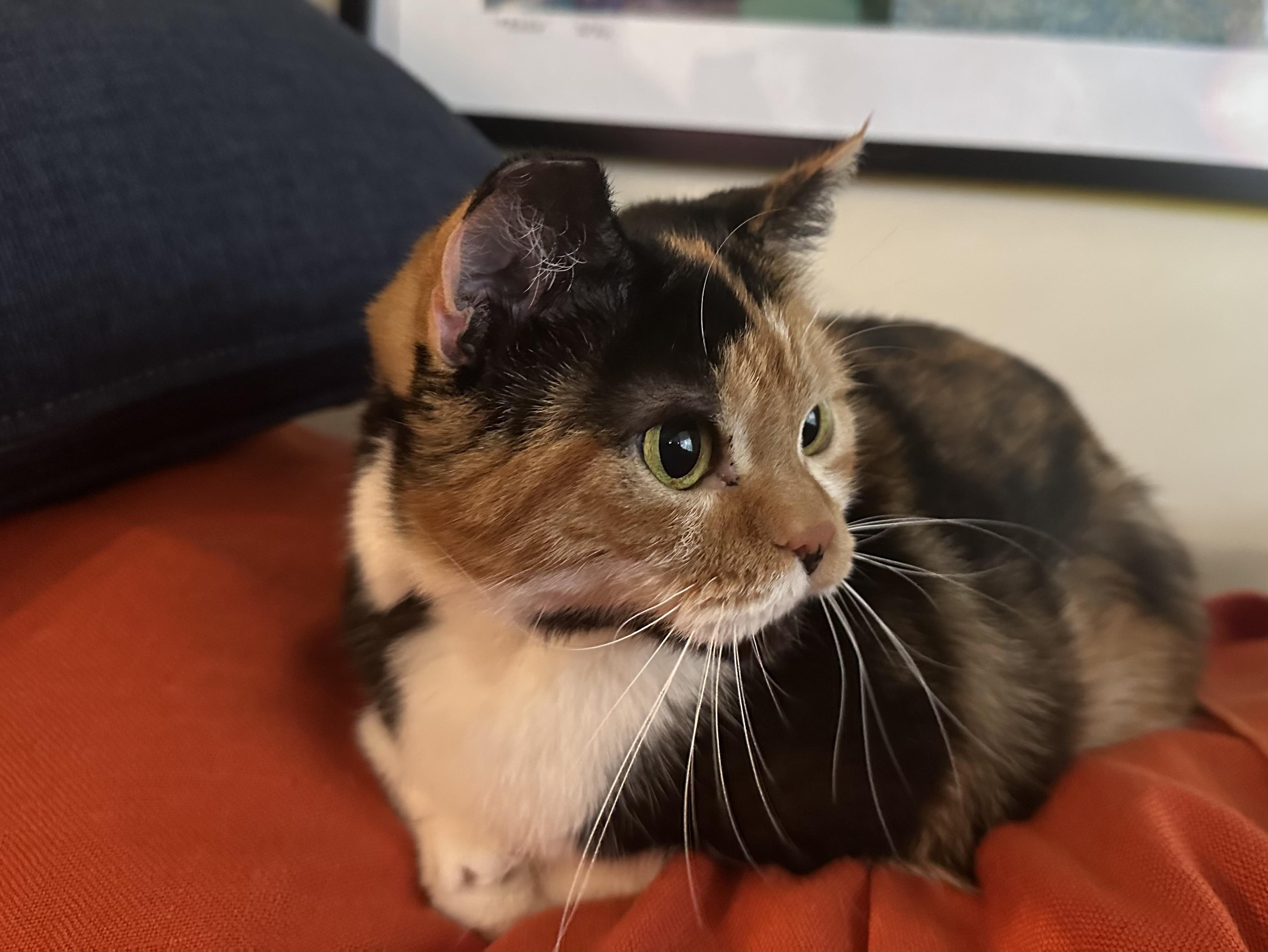 Olive 3, ADOPTABLE, Adult Female Calico.