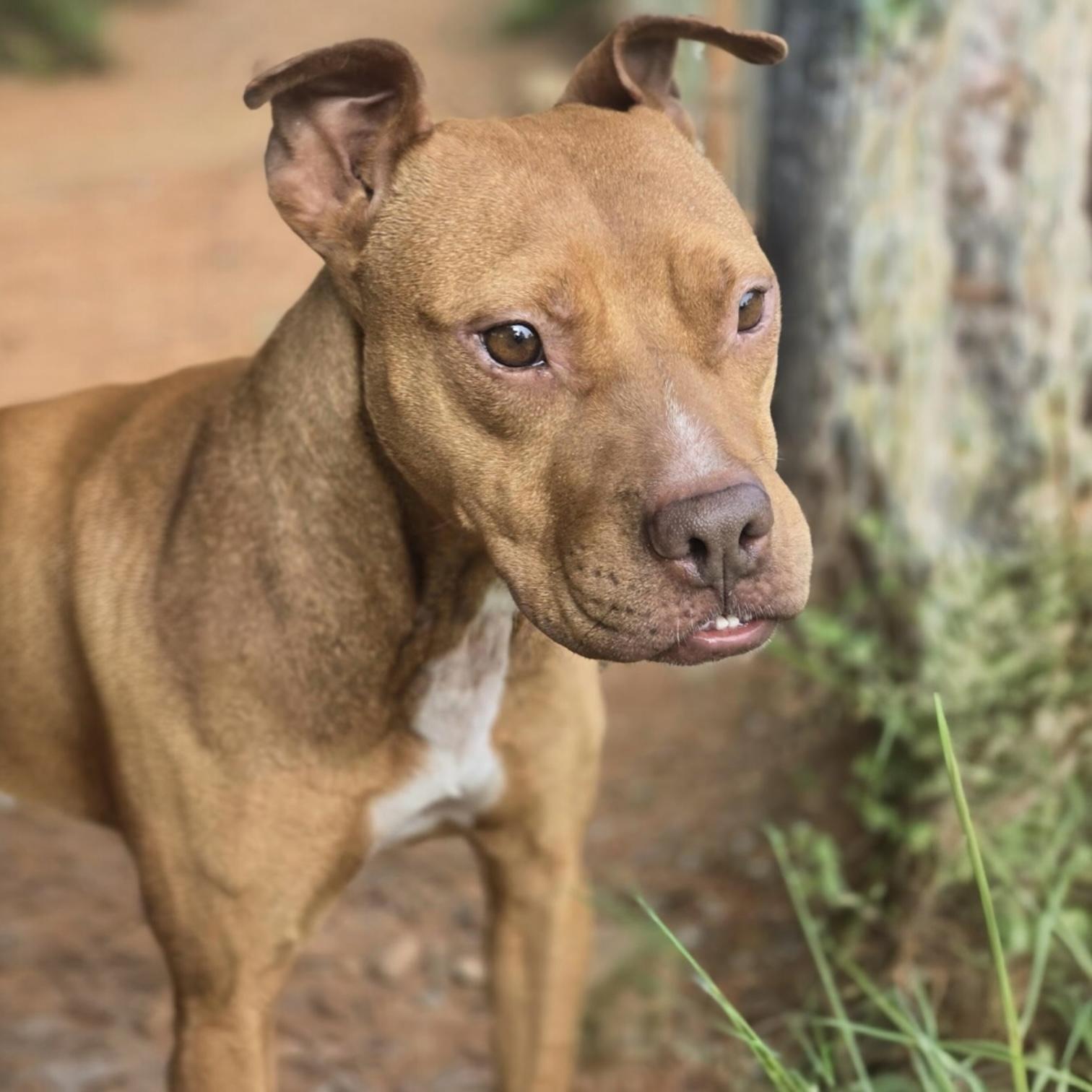 Enlarge Gypsy., a Adoptable mixed breed in Pittstown, NJ image 1/1