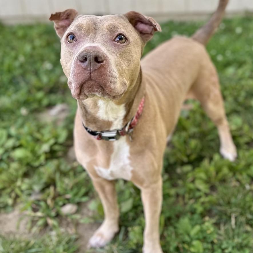Cinderella, Adoptable, Adult Female Pit Bull Terrier & Mixed Breed.
