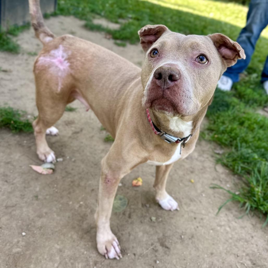 Cinderella, a Adoptable mixed breed in Warrensburg, MO image 2/4