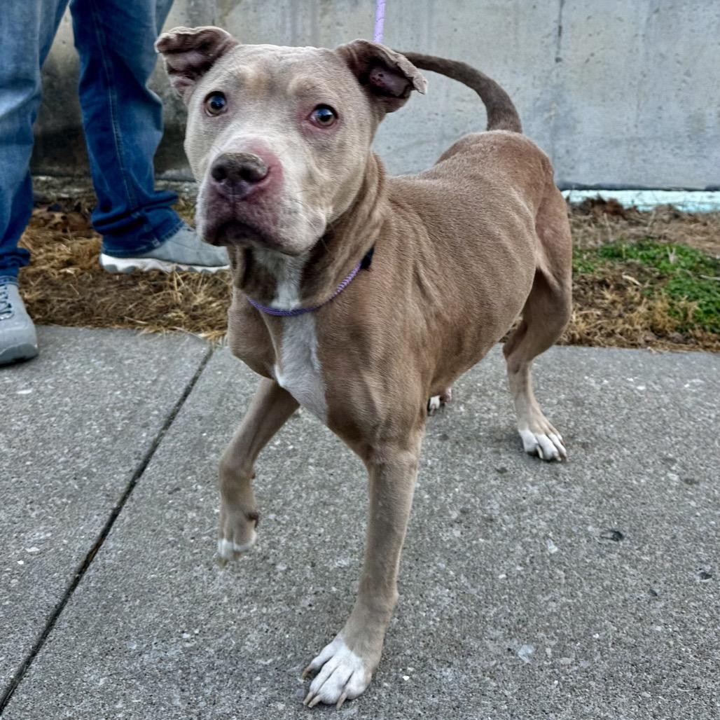 Enlarge Cinderella, a Adoptable mixed breed in Warrensburg, MO image 1/1