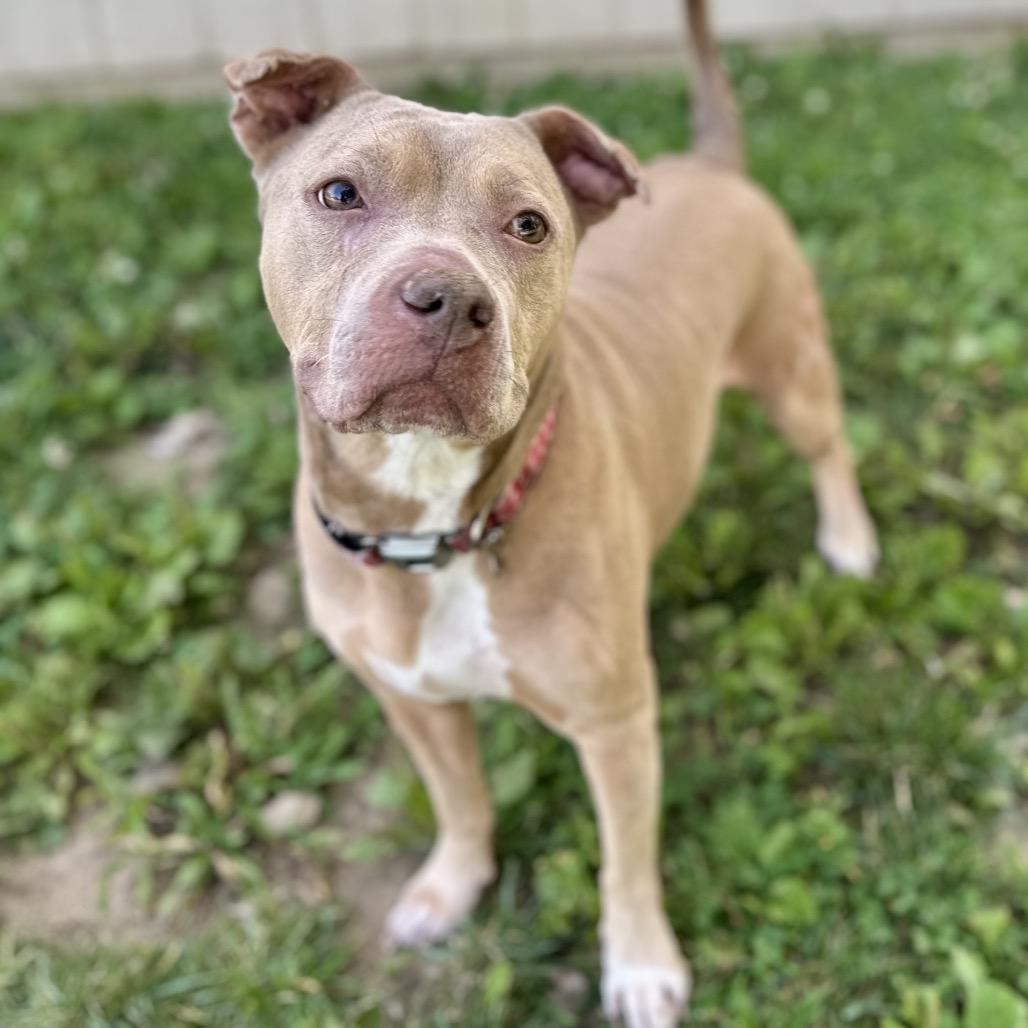 Cinderella, a Adoptable mixed breed in Warrensburg, MO image 3/4