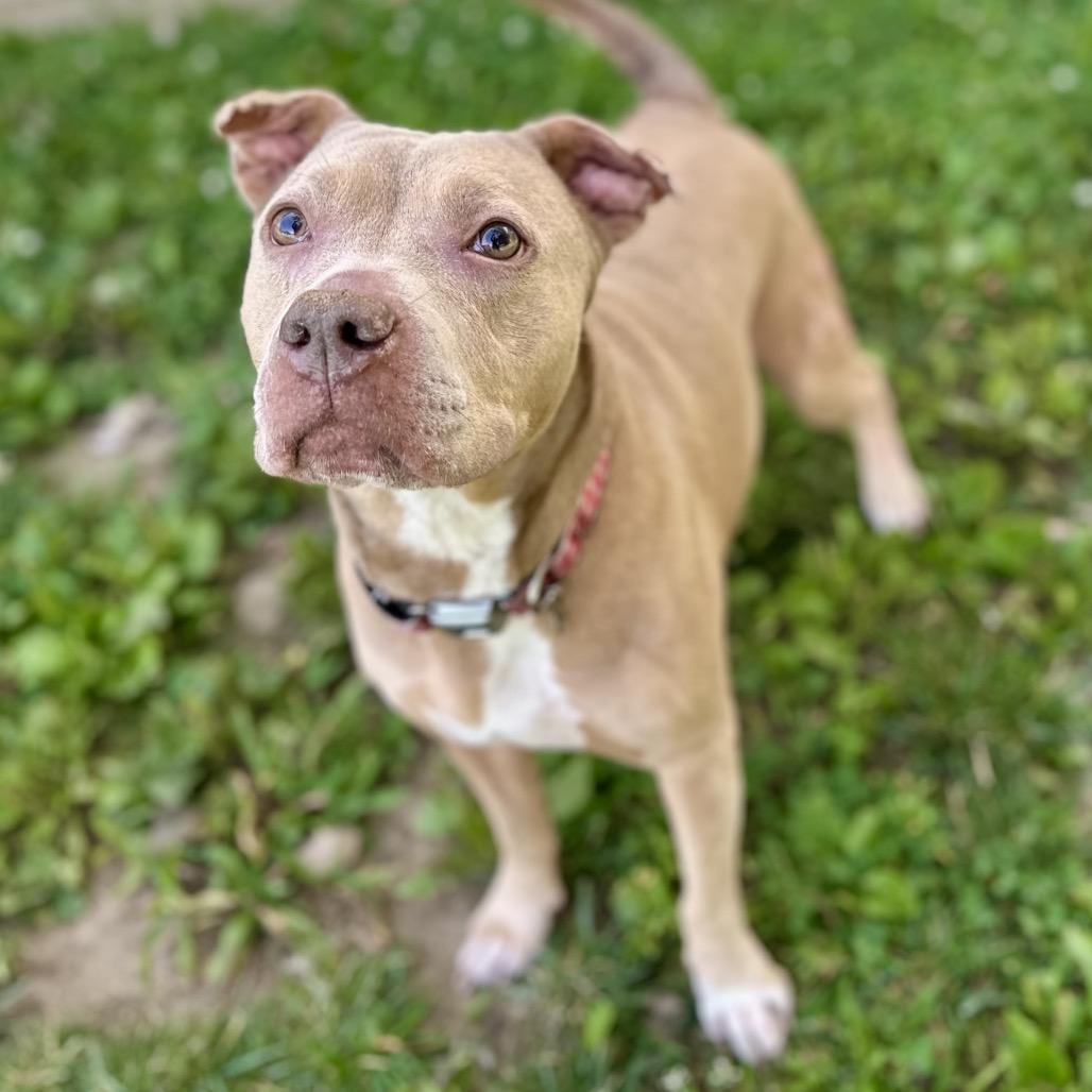 Cinderella, a Adoptable mixed breed in Warrensburg, MO image 4/4