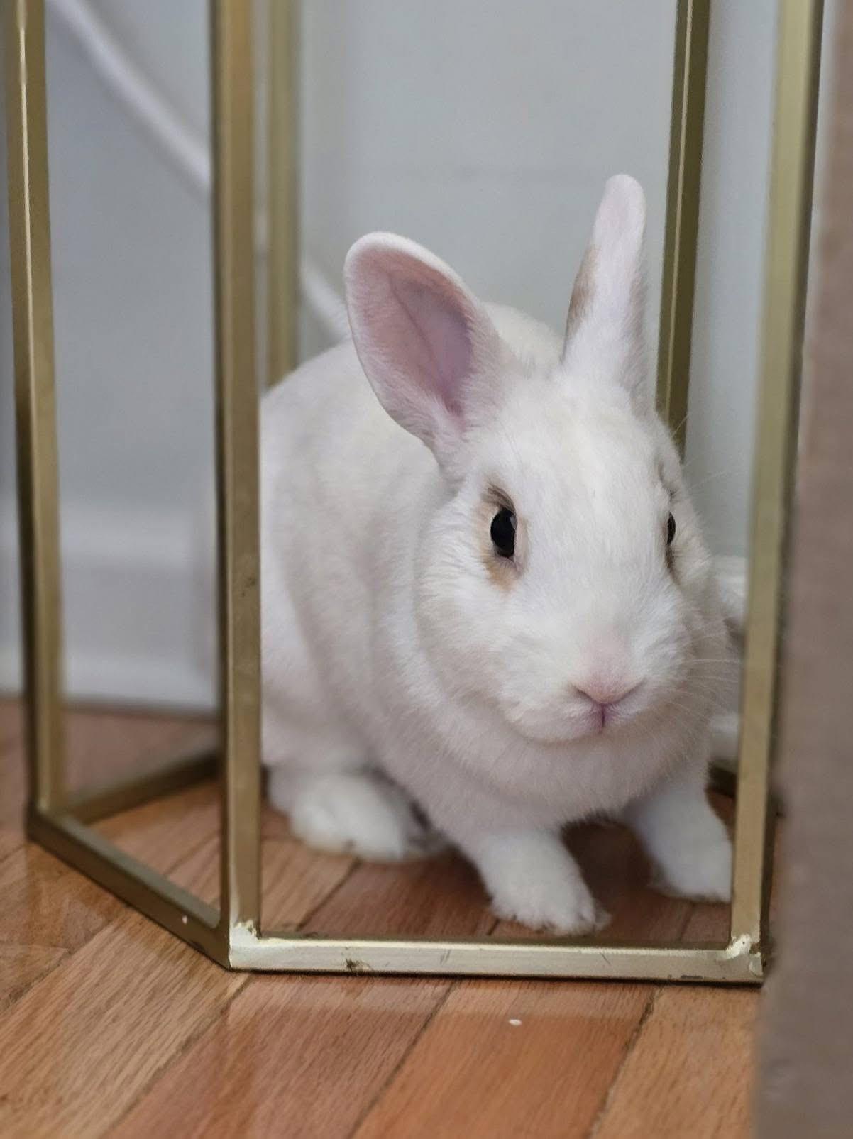 Enlarge Swoot, a Adoptable mixed breed in Brick, NJ image 3/5