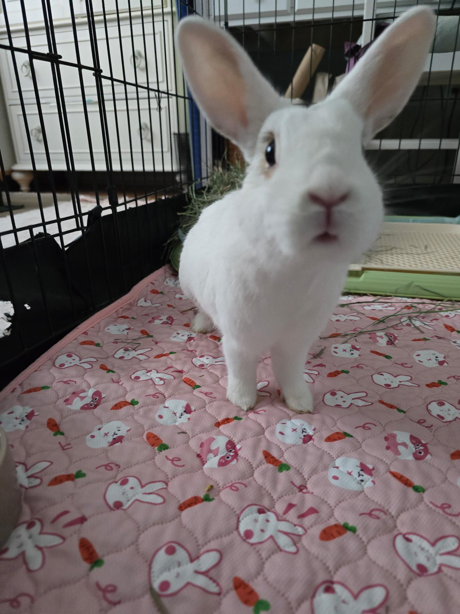 Enlarge Swoot, a Adoptable mixed breed in Brick, NJ image 4/5