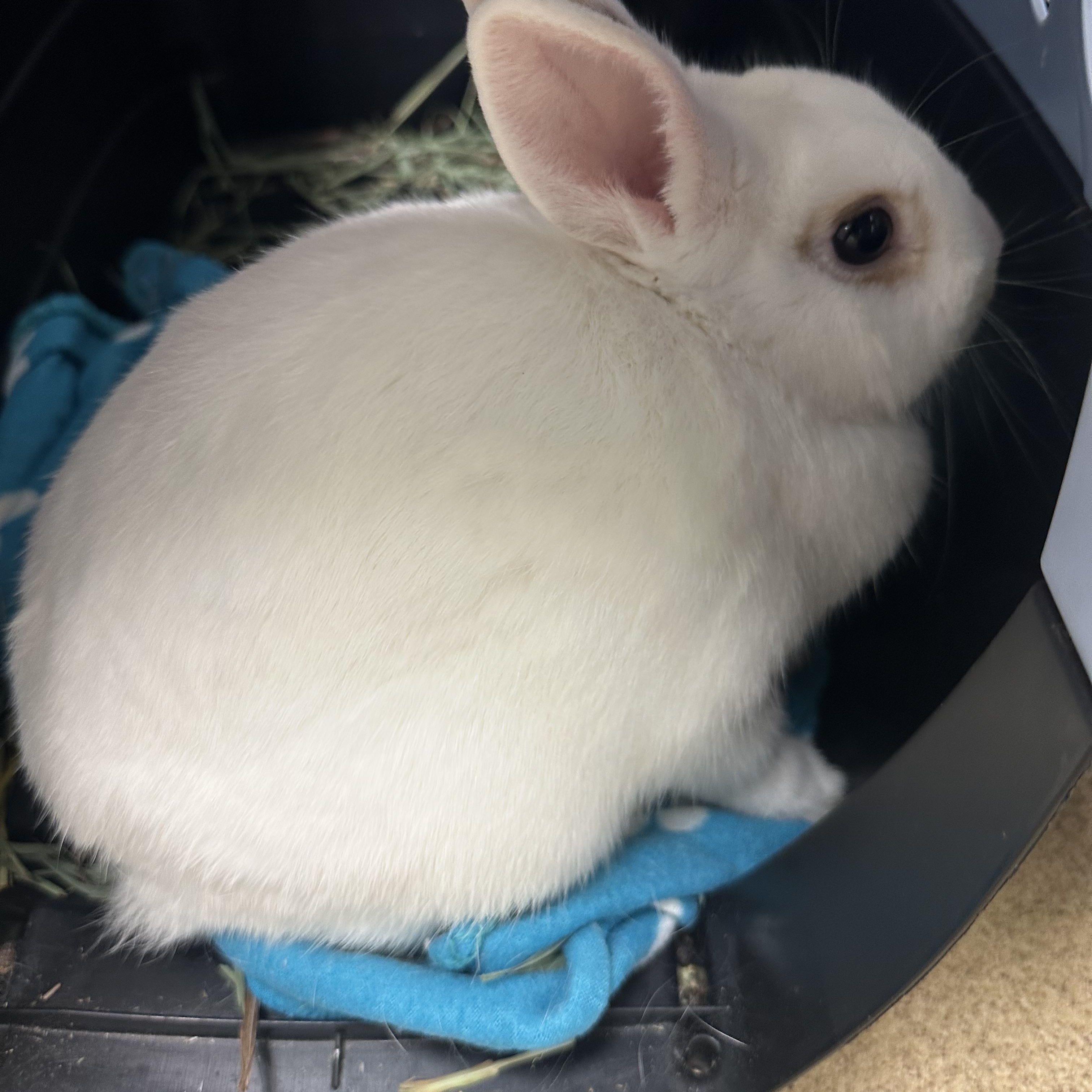 Enlarge Swoot, a Adoptable mixed breed in Brick, NJ image 5/5