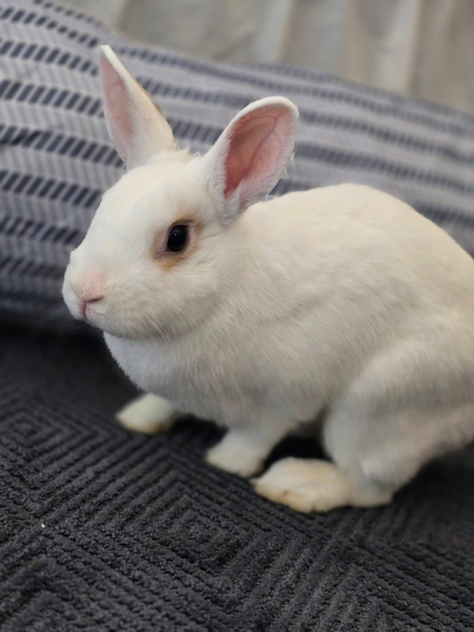 Enlarge Swoot, a Adoptable mixed breed in Brick, NJ image 1/5