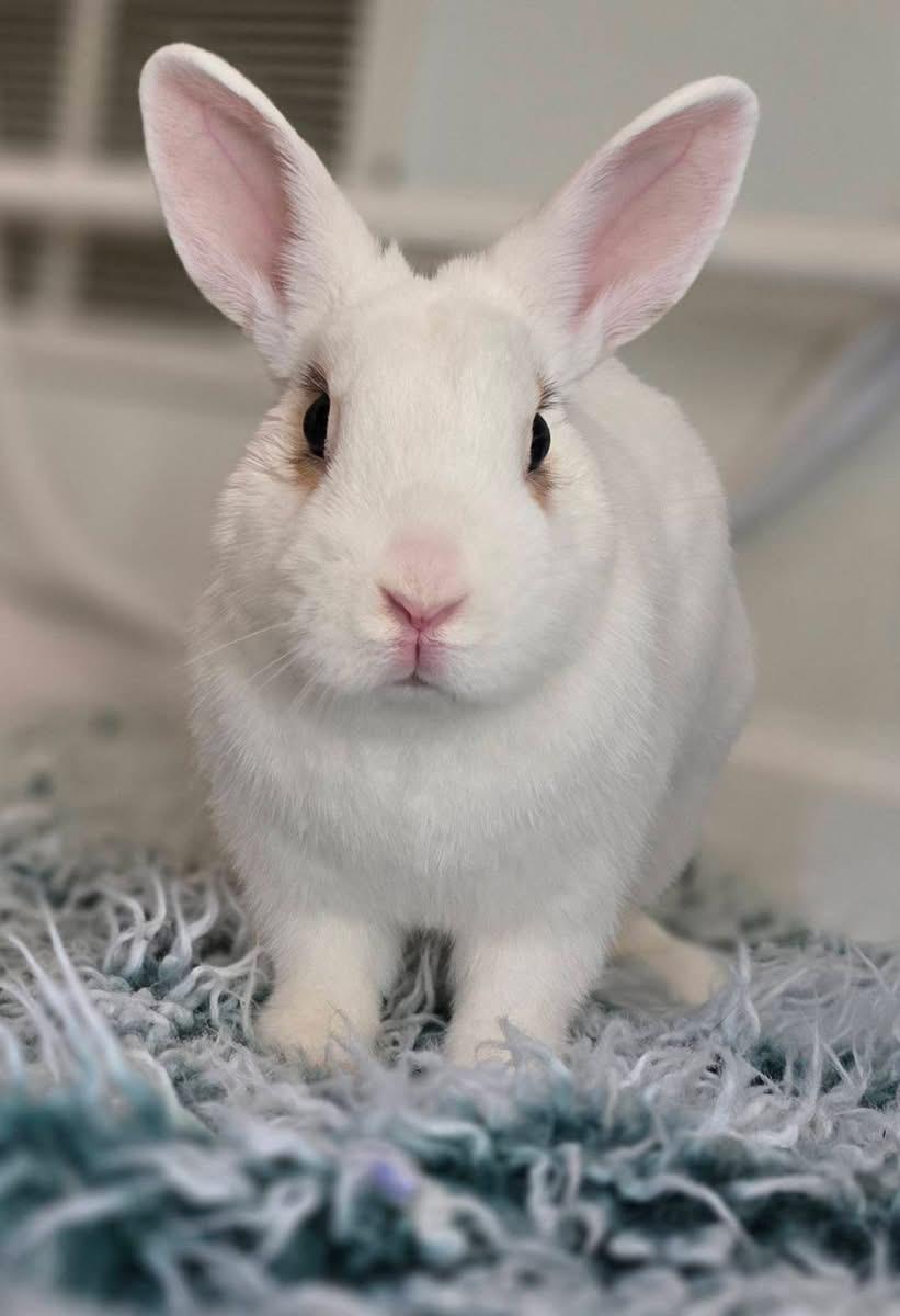 Enlarge Swoot, a Adoptable mixed breed in Brick, NJ image 2/5