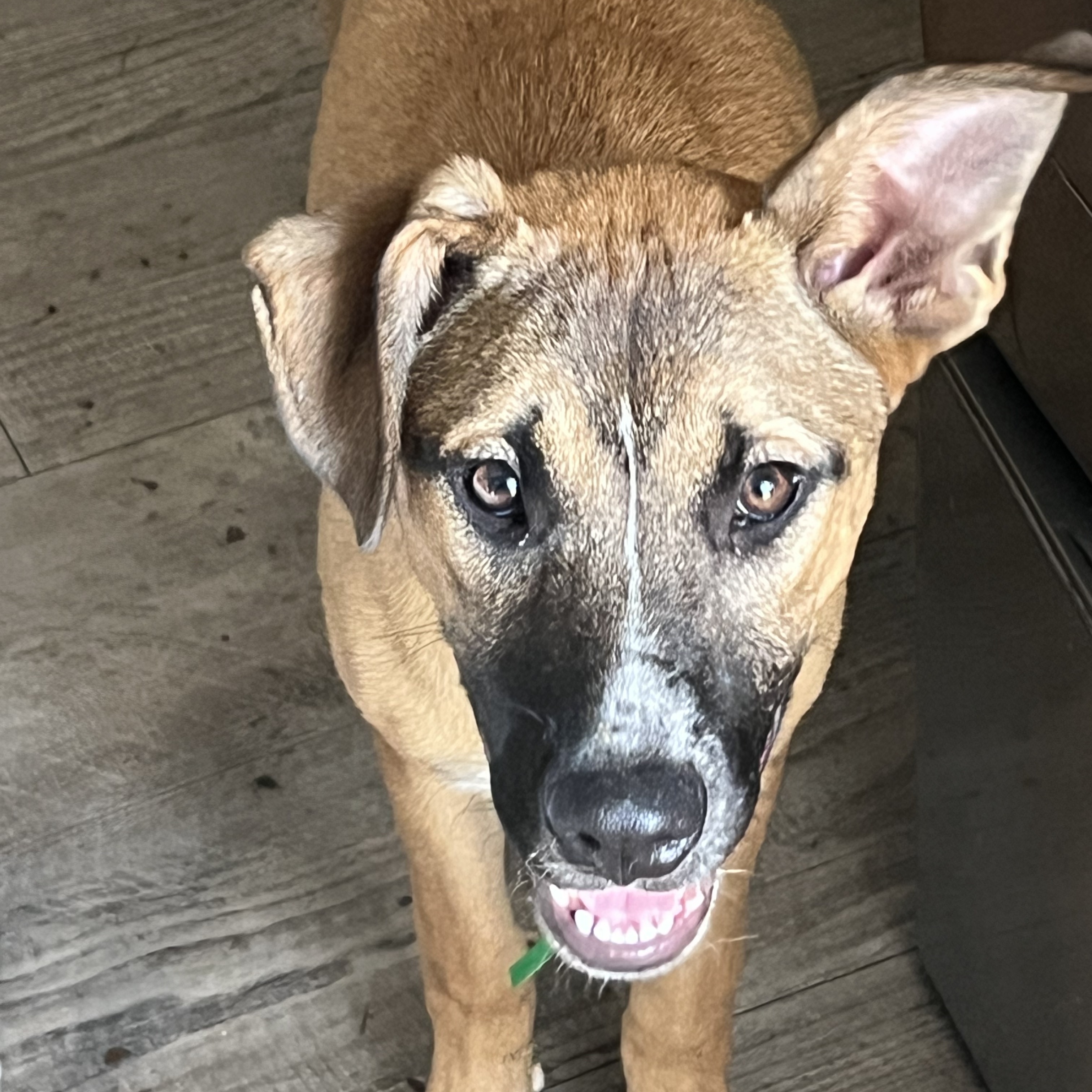 Marcie, Adoptable, Young Female Mixed Breed.